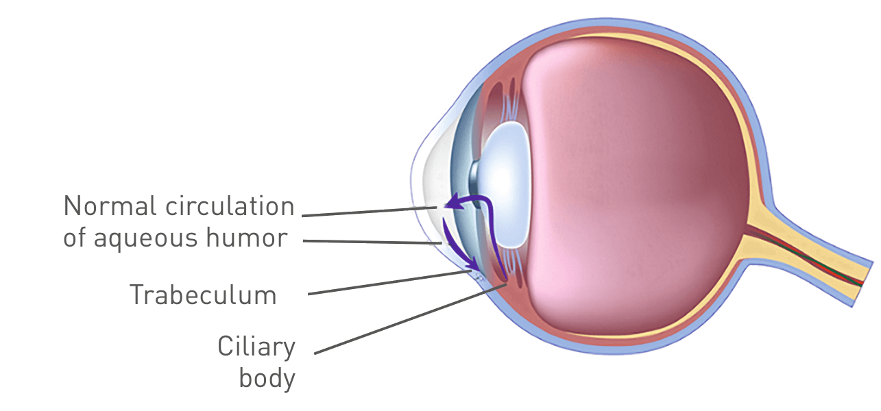 EYETECHCARE eye diagram